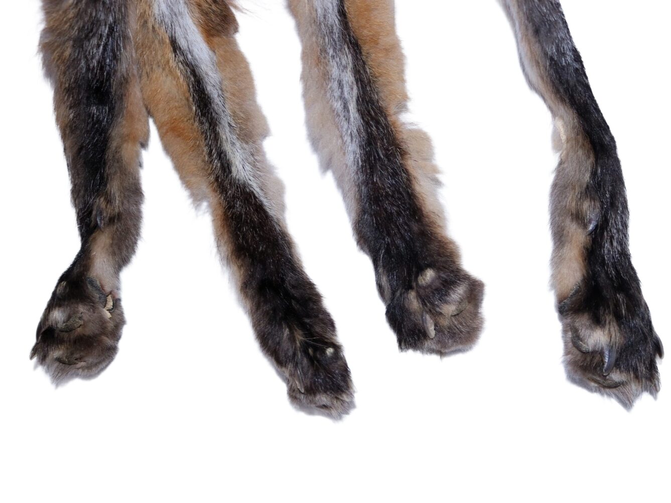 Red Fox - Tanned Hide w/ Feet - Image 5