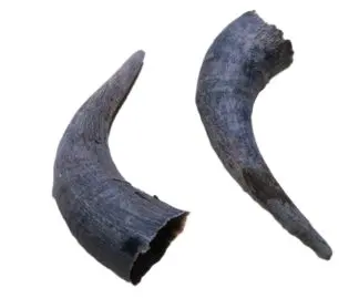 Bison Horn Caps