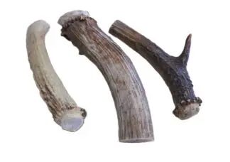 Deer horn crowned ends