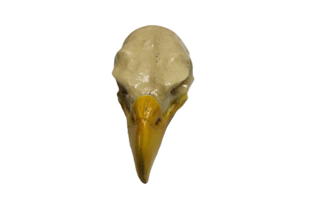 Eagle Skull Molded with Open Mouth Composite - Centralia Fur & Hide