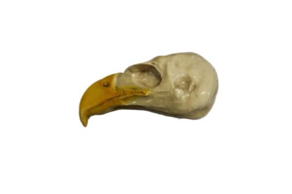 Eagle Skull Closed Mouth Composite - Image 2