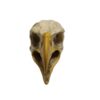 Eagle Skull Molded with Open Mouth Composite