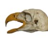 Eagle Skull Molded with Open Mouth Composite - Image 2