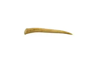 Elk antler tips