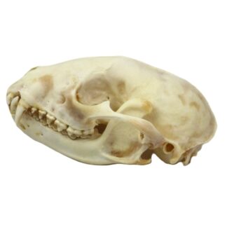 Fox Skull - Bleached