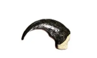 Small Black Bear Claws - Composite (2")