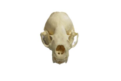Bleached Otter Skull - Image 2