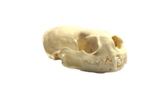 Bleached Otter Skull