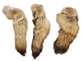 Coyote Tail