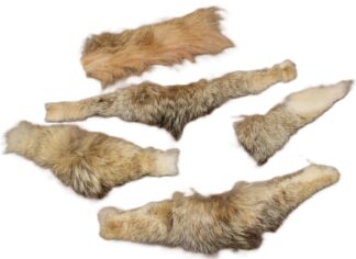 Coyote trim 1" X 12"