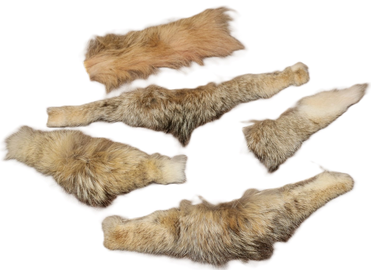 Coyote trim 1" X 12"