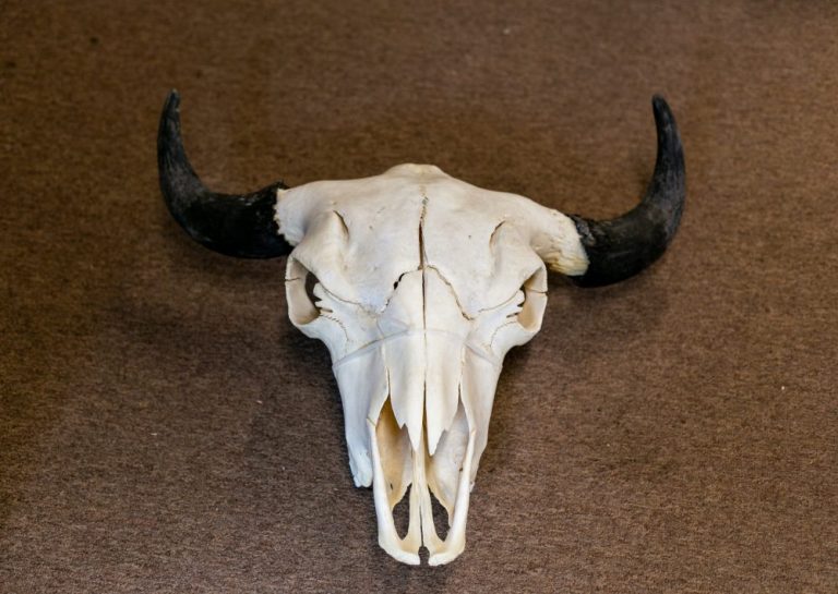 Buffalo skull with horn caps XL - Centralia Fur & Hide