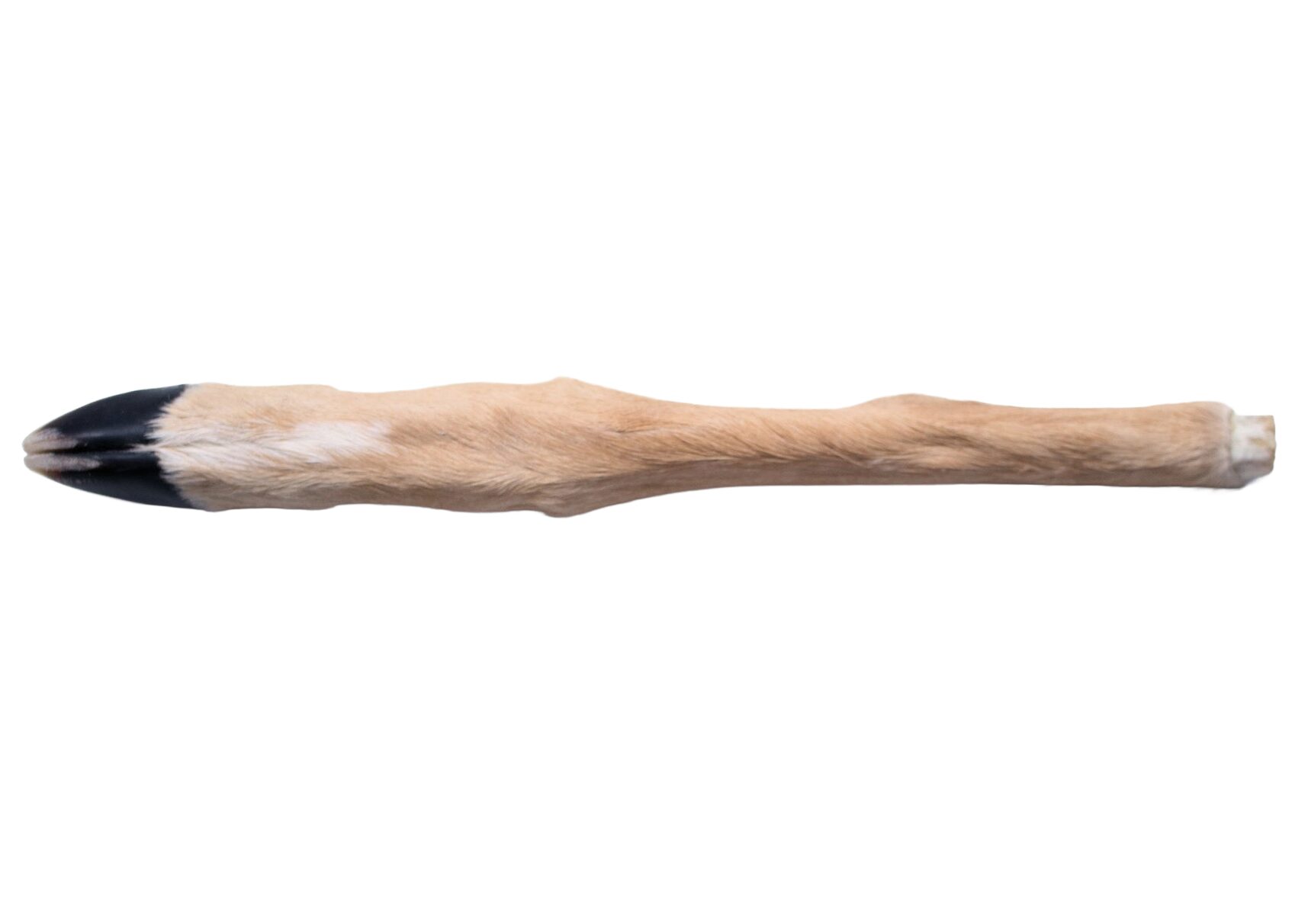 Deer leg with Hoof & Hair
