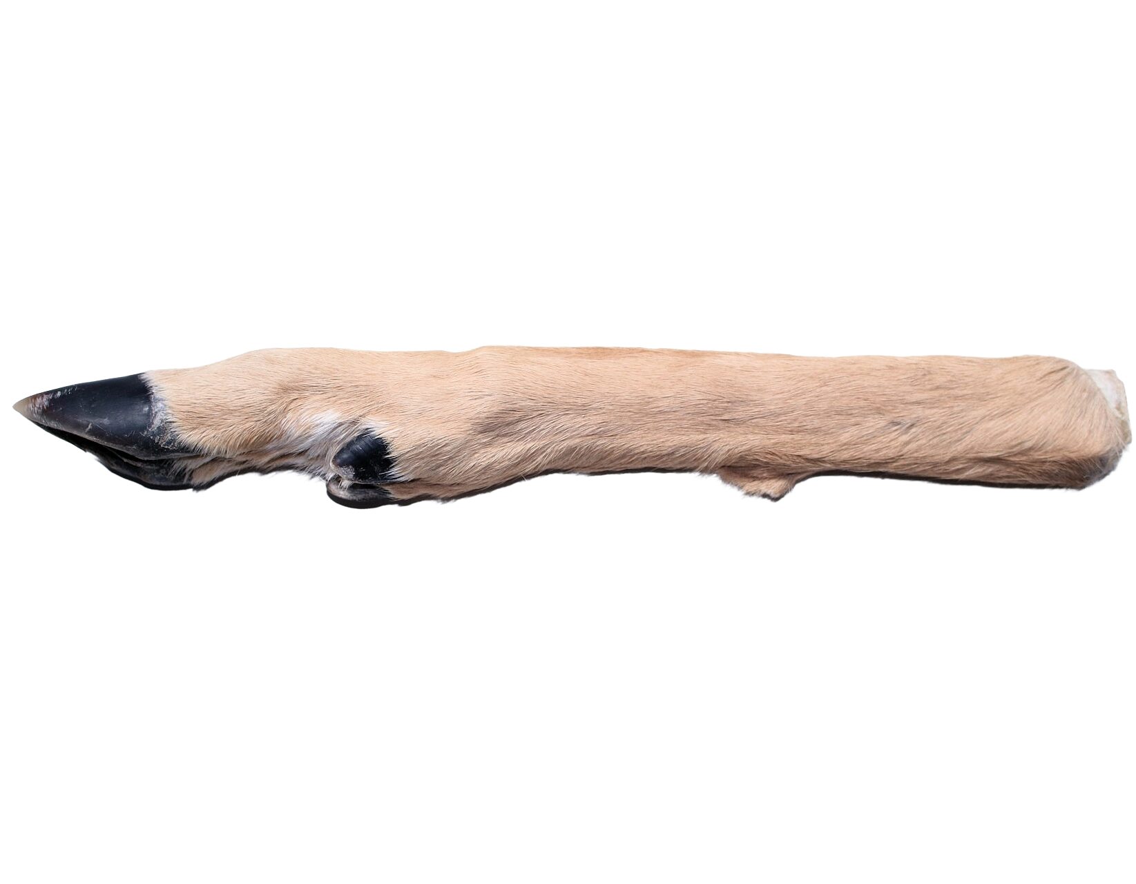 Deer leg with Hoof & Hair - Image 4
