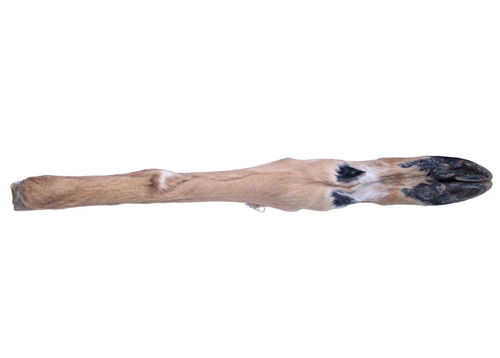 Deer leg with Hoof & Hair - Image 2