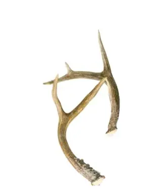 Horn (mule deer) per lb.