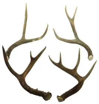 Antler sets for sweat lodge stones