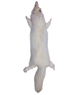 Artic Fox Skin w/o Feet