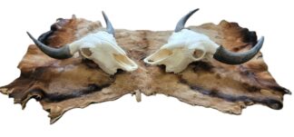 Buffalo Skull With Horn Caps