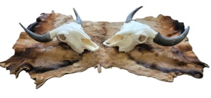 Buffalo Skull With Horn Caps