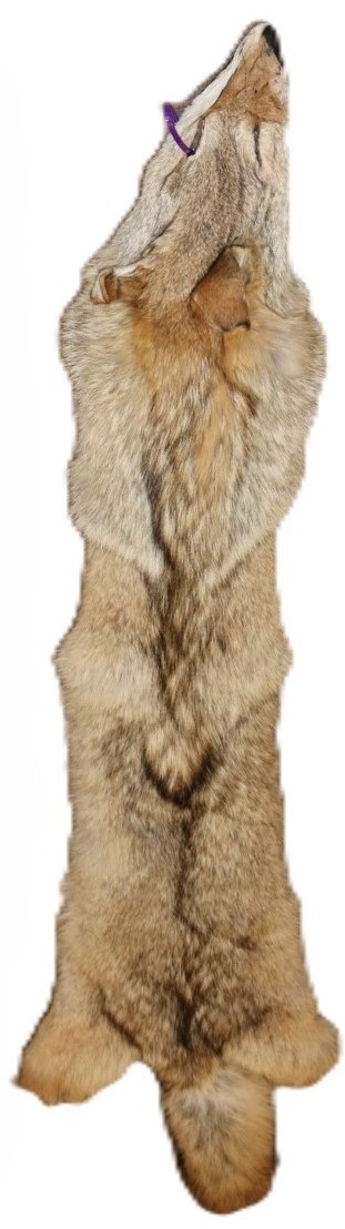 Coyote skin - Special Select