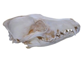 Coyote Skull - Bleached