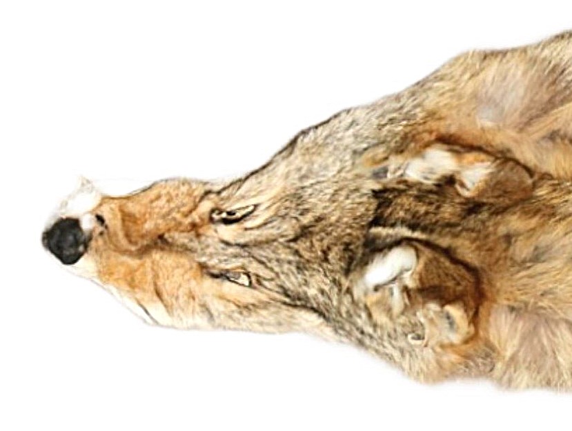 #1 Coyote skin - Image 4