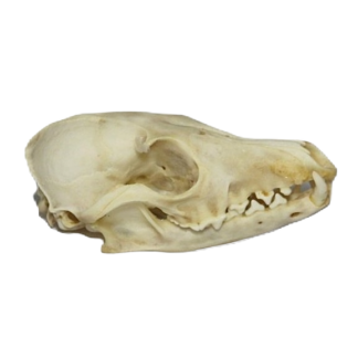 Raccoon Skull - Bleached