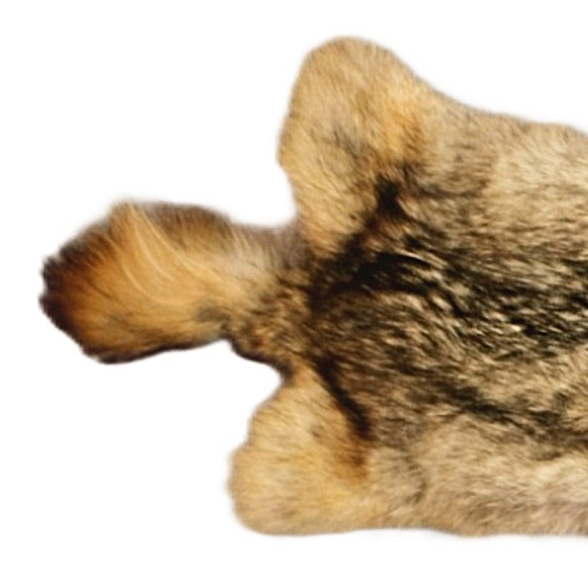#1 Coyote skin - Image 3