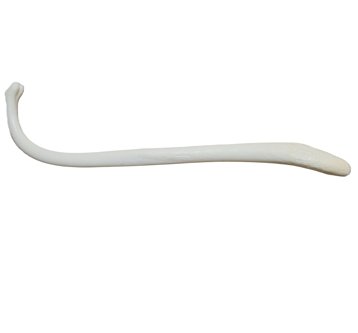 Raccoon Penis Bone - Image 2