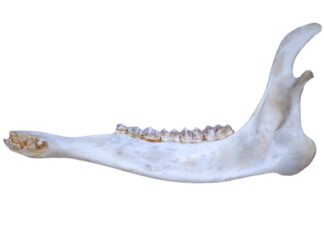 Deer Jawbone