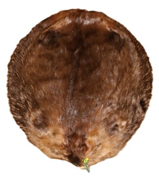 Beaver Skin Hair On