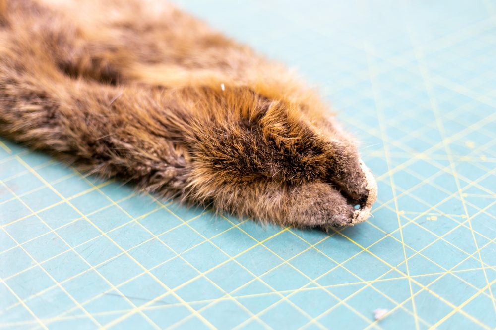 Beaver Skin Hair On - Centralia Fur & Hide
