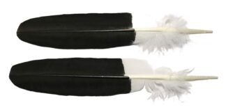 Bald eagle wing feather