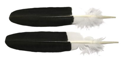 Bald eagle wing feather