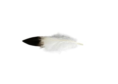 Golden Eagle Body Feather