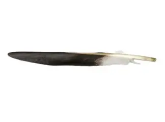 Golden eagle spikes feather (Imitation)