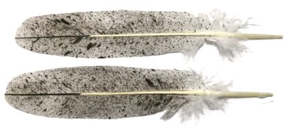 Salt and pepper bald eagle feather (immature)