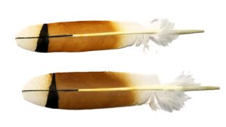 Red tail hawk male feather (mature)