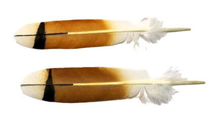 Red tail hawk male feather (mature)