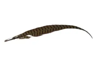 Pheasant tail feather