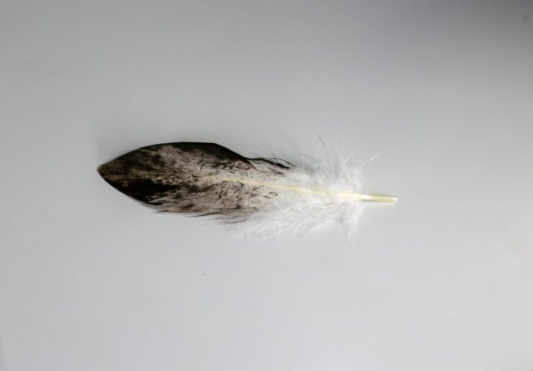 Bald Eagle Body Feather - hand painted - Centralia Fur & Hide