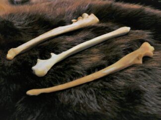 Skulls & Bones - Centralia Fur & Hide Skulls & Bones - Centralia Fur & Hide