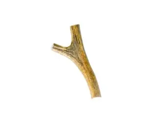 American elk Y section