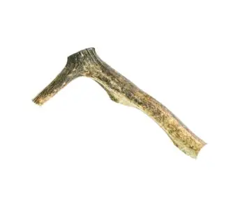 Elk hide scraper section