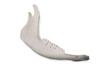 Elk Jaw Bones