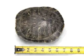 Turtle Shells 7+ inches (Trachemys Scripta)