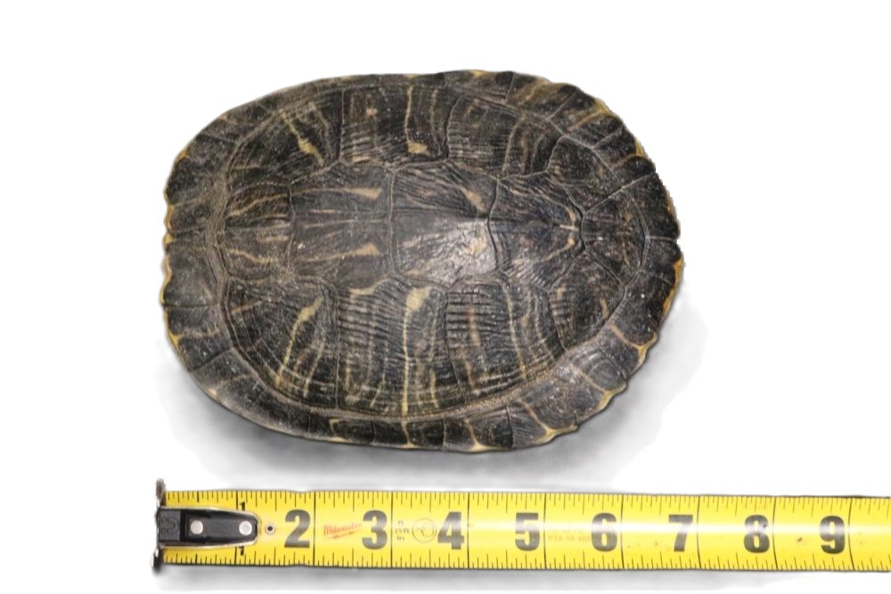 TURTLE SHELLS 7+ inches (TRACHEMYS SCRIPTA ) - Centralia Fur & Hide