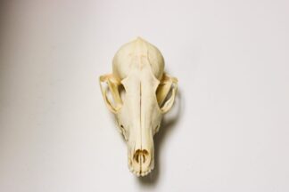 Skulls, Bones, Claws & Teeth