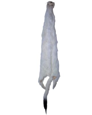 #1 Ermine